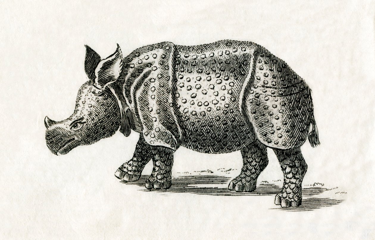 Indische neushoorn, of grote eenhoornige neushoorn, Rhinoceros unicornis, uit een 18e-eeuwse prent (gravure) door English School