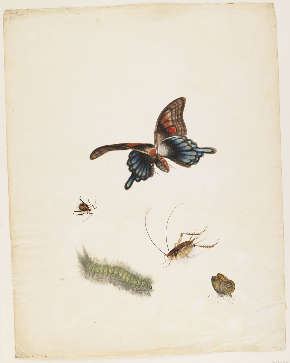 Insecten (ca. 1805) door English School