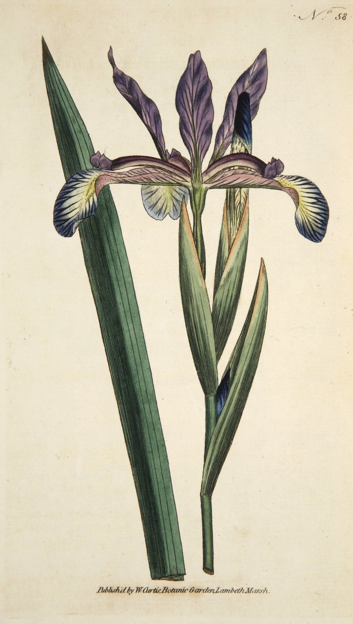 Iris Spuria (Spurieuze Iris), uit The Botanical Magazine or Flower Garden Displayed, uitgegeven 1790 (handgekleurde gravure) door English School