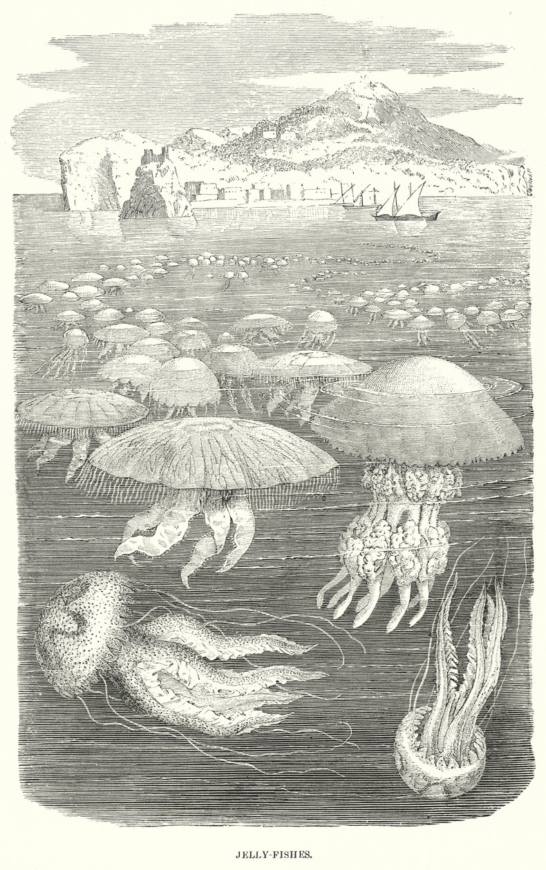 Geleivissen (gravure) door English School