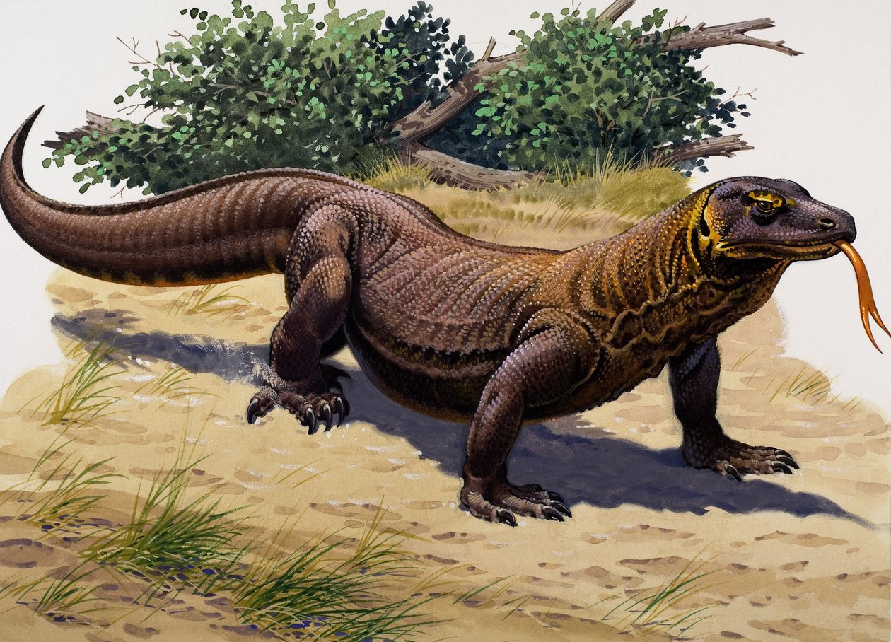Komodovaraan (gouache op papier) door English School