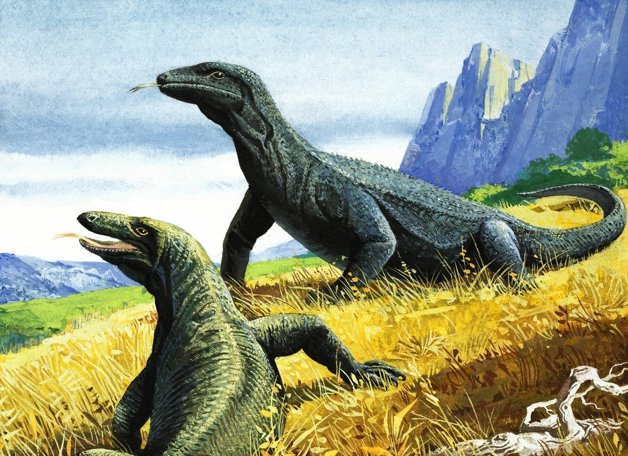 Komodovaraan (gouache op papier) door English School