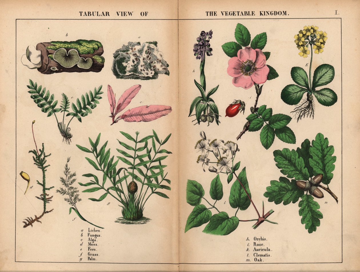 Korstmos, schimmel, algen, mos, varen, gras, palm, orchidee, roos, aurikel, clematis en eik, uit "The Instructive Picturebook, or Lessons from the Vegetable World," [Charlotte Mary Yonge], Edinburgh door English School