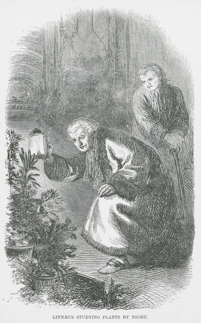 Linnaeus bestudeert planten bij nacht (gravure) door English School