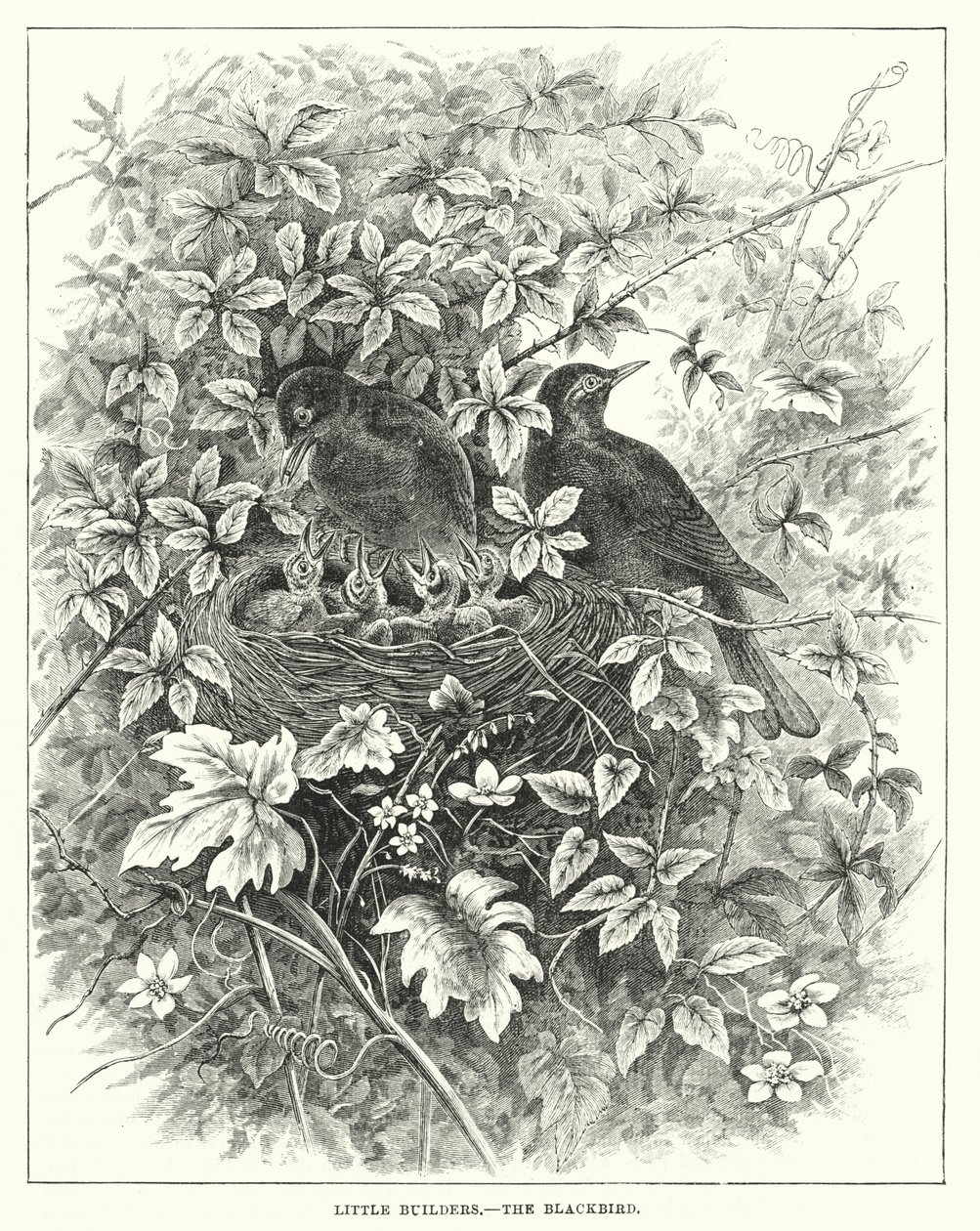 Kleine bouwvakkers, de merel (gravure) door English School