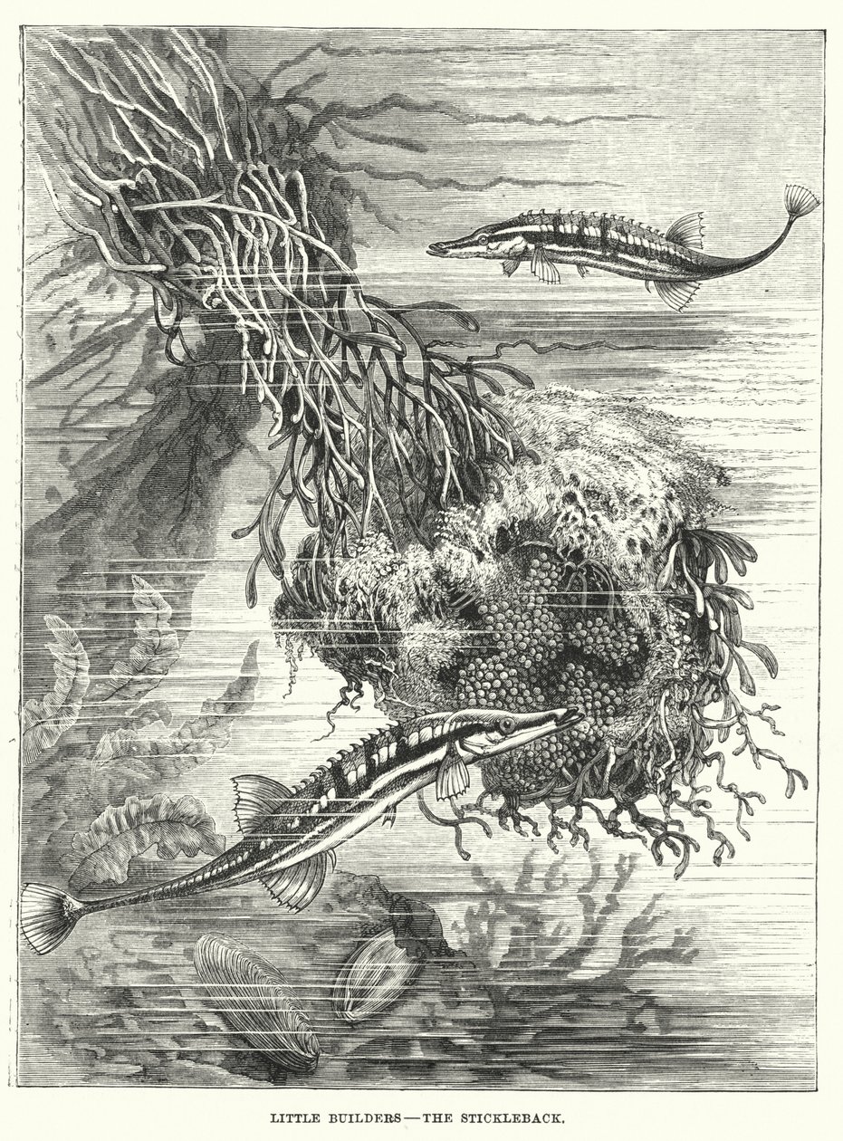 Kleine bouwers, de stekelbaars (gravure) door English School