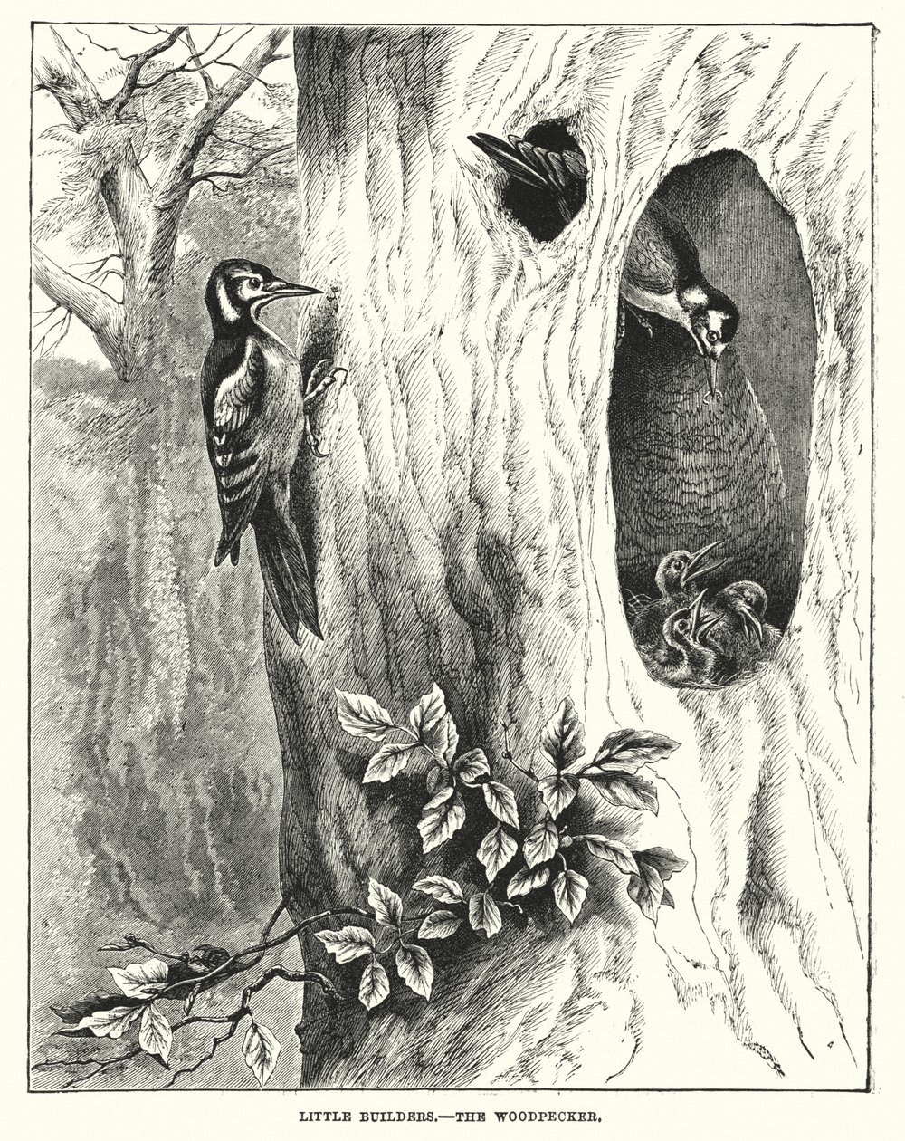 Kleine bouwvakkers, de specht (gravure) door English School