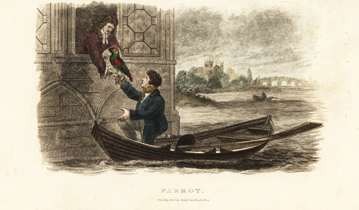 Londense schipper redt een pratende papegaai van koning Hendrik VIII van Engeland door English School
