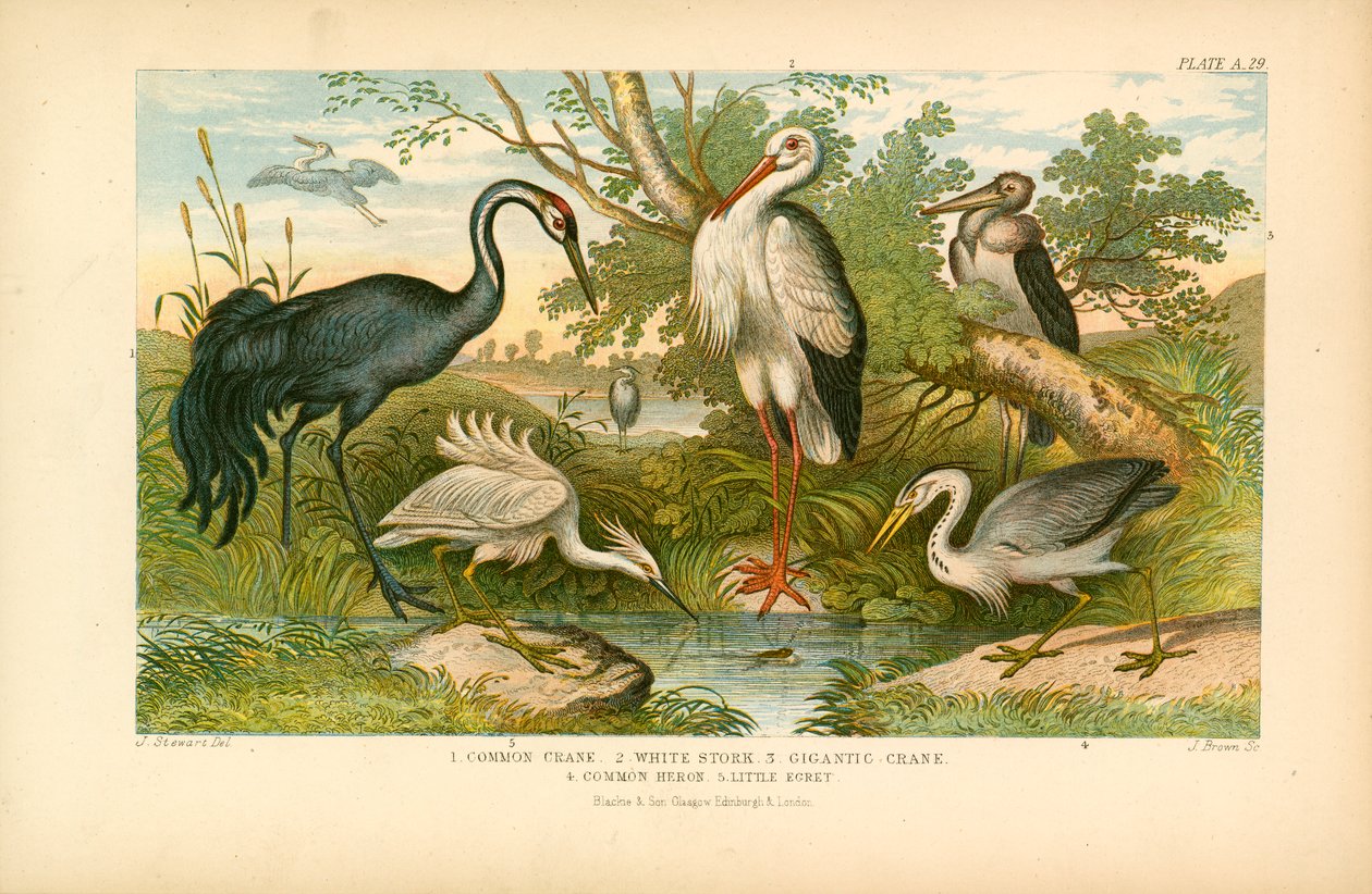 Langpootvogels (kleurenlitho) door English School