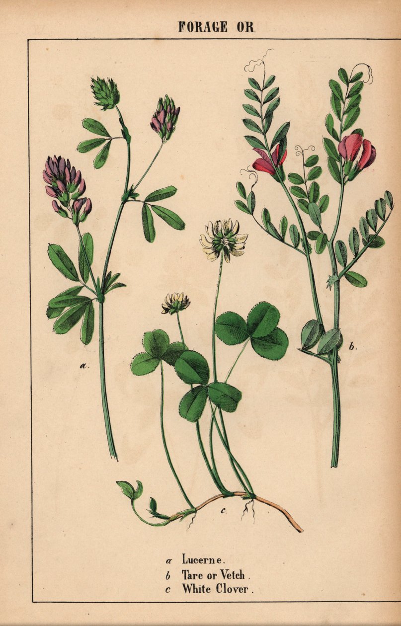 Luzerne, wikke en witte klaver, uit "The Instructive Picturebook, or Lessons from the Vegetable World," [Charlotte Mary Yonge], Edinburgh door English School