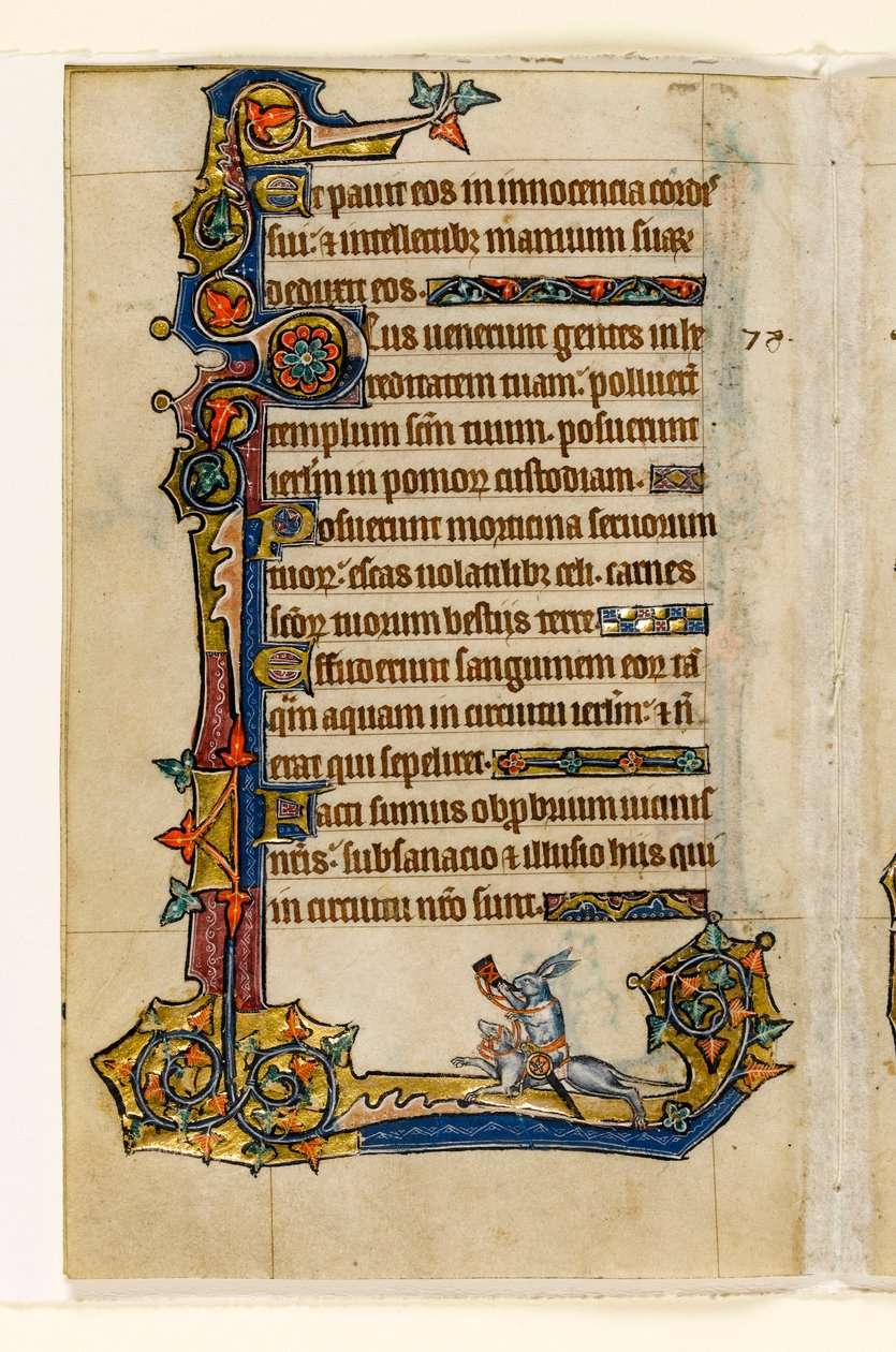 MS 1-2005, fol. 115v: Een konijn dat op een hond rijdt, jacht, marginaal decor uit de Macclesfield Psalter, Gebruik van Sarum, Oost-Anglia, c.1330 door English School