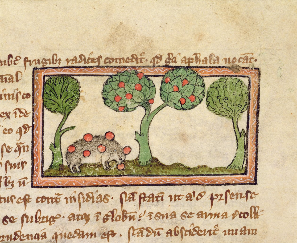 MS 379 f.13r Een egel die appels plukt (detail) door English School