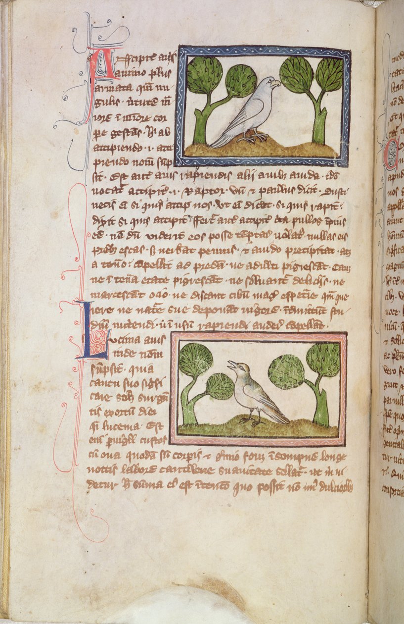MS 379 f.22v Tekstpagina met een witte havik en een nachtegaal, uit een Bestiarium (perkament) door English School