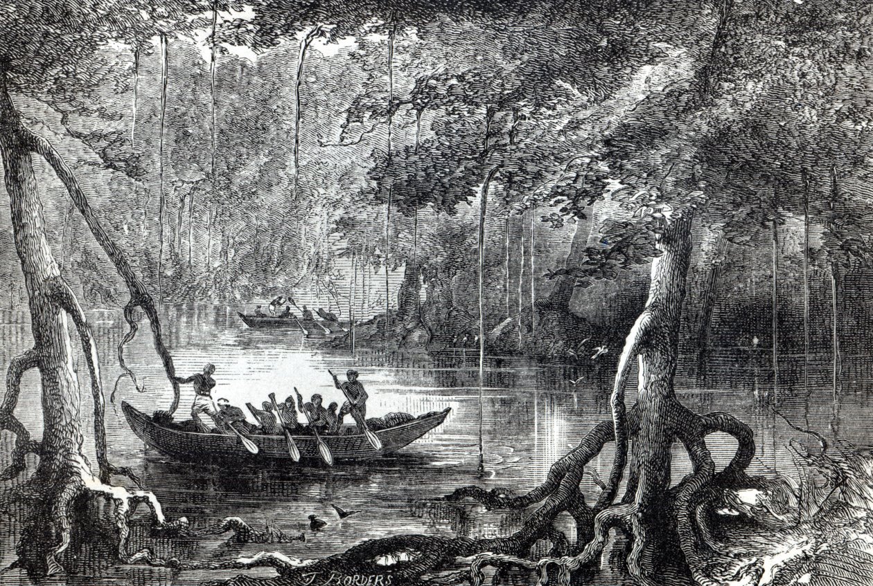Mangrovebos, frontispice illustratie uit 