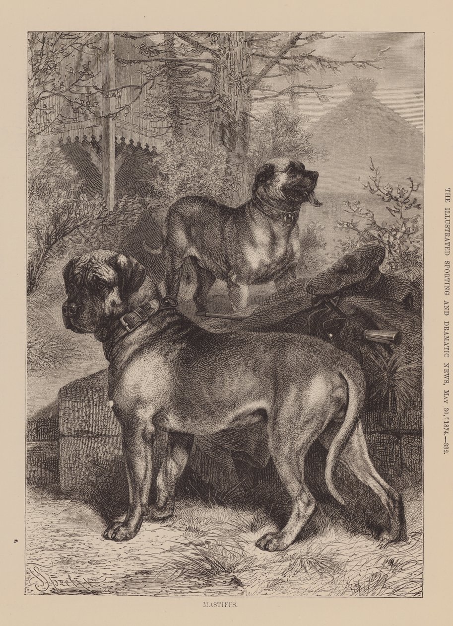 Mastiffs (gravure) door English School
