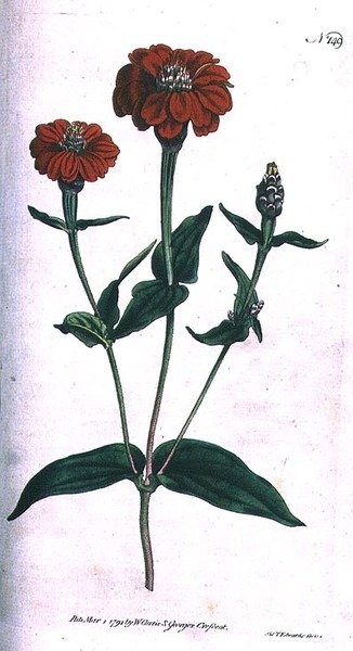 Multi-bloemige Zinnia (Zinnia multiflora), plaat 149 uit William Curtis