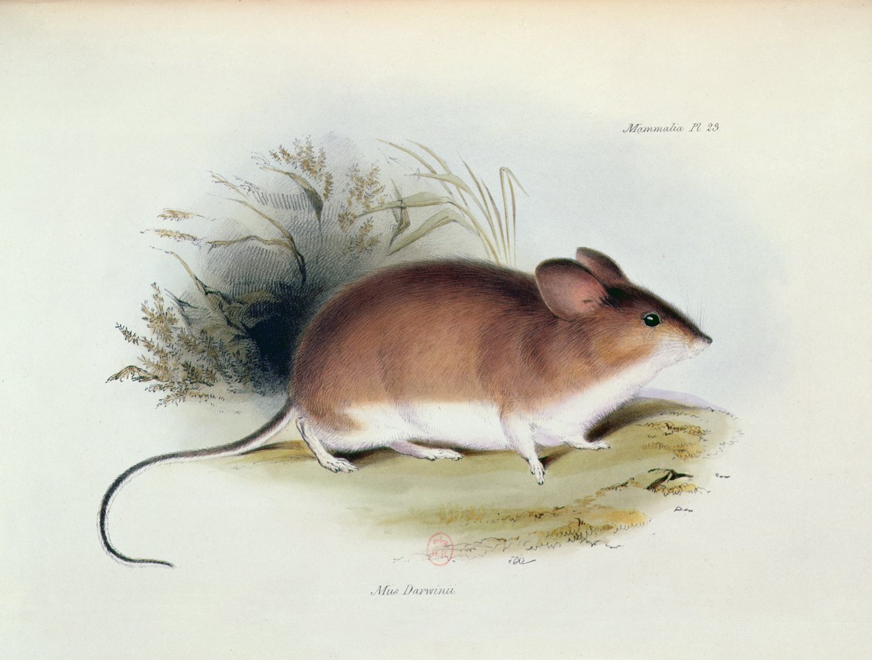 Mus Darwinii, illustratie uit The Zoology of the Voyage of H.M.S. Beagle, 1832-36, door Charles Darwin, 1840 door English School