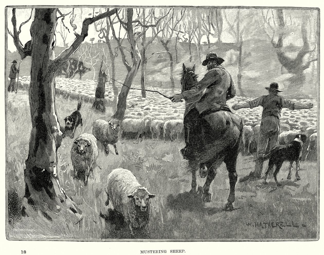Mustering Schapen (gravure) door English School