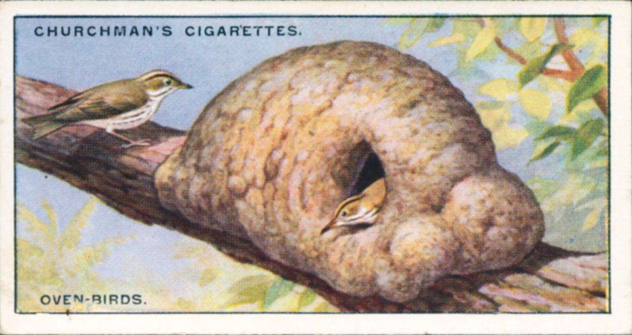 Architecten van de natuur: Ovenvogels (kleurenlitho) door English School