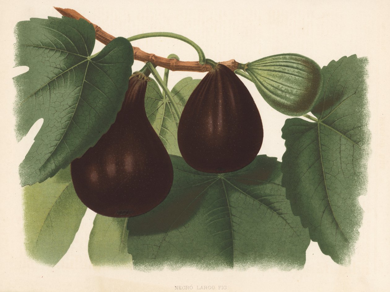 Negro grote vijg (kleurenlitho) door English School