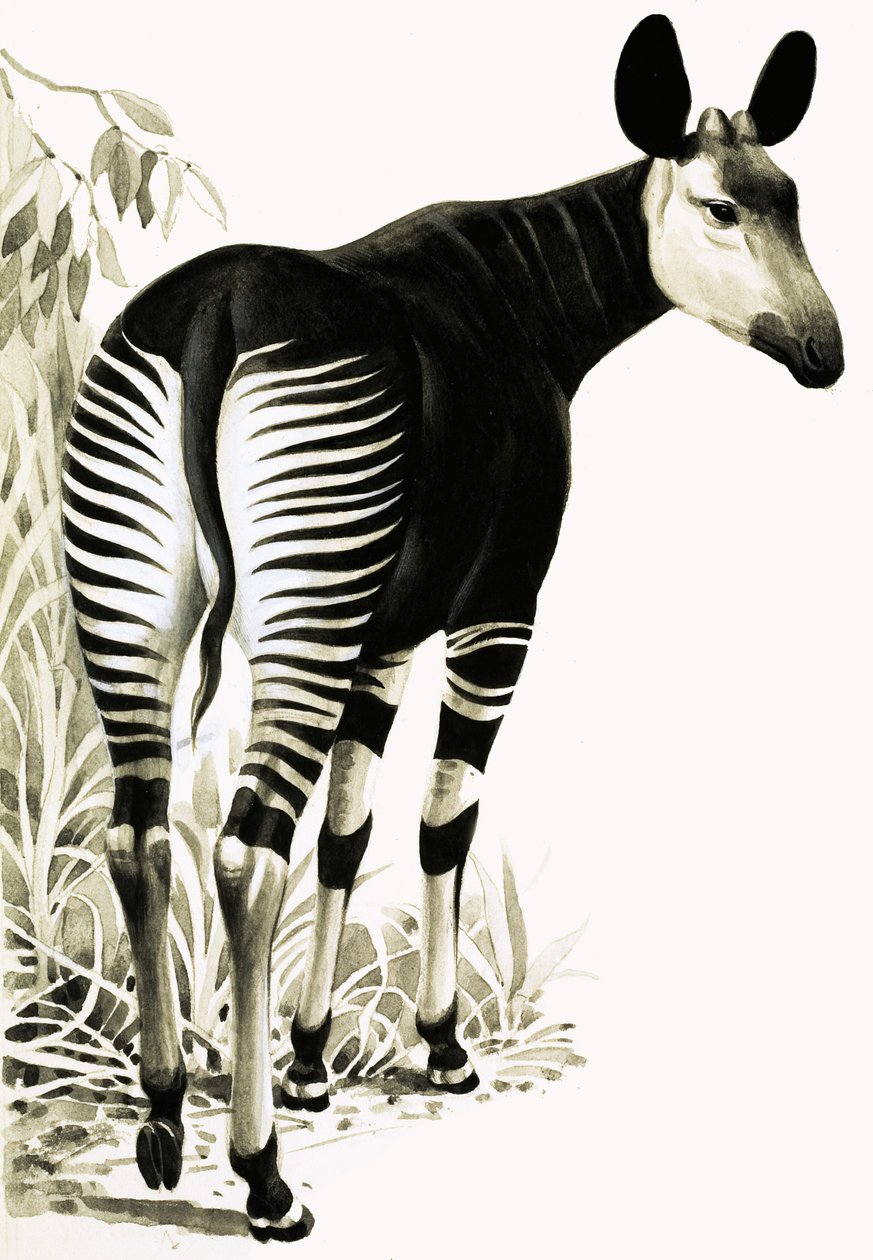 Okapi door English School