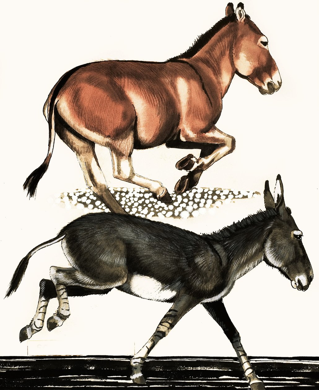 Onager en Somalische wilde ezel door English School