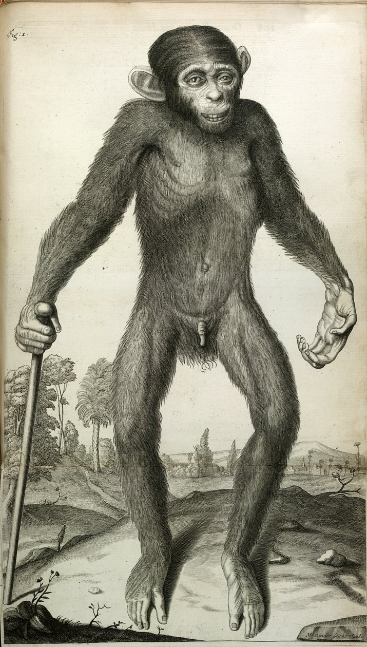Orang-Outang, sive Homo Sylvestris: of, de Anatomie van een Pygmee vergeleken met die van een aap, een aap en een mens, door Martha E. Tyson door English School