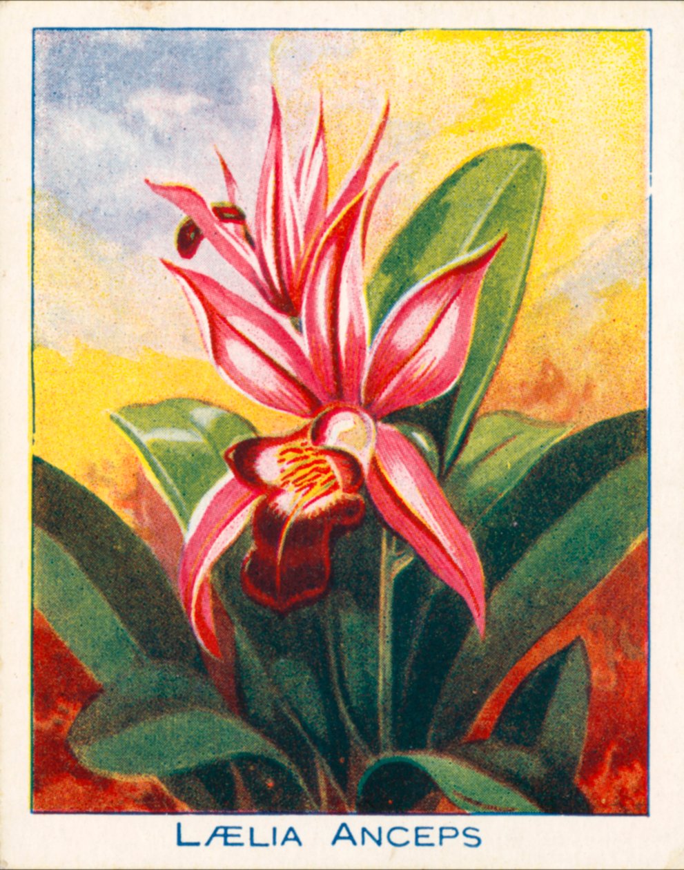 Orchideeën: Laelia Anceps (kleurenlitho) door English School