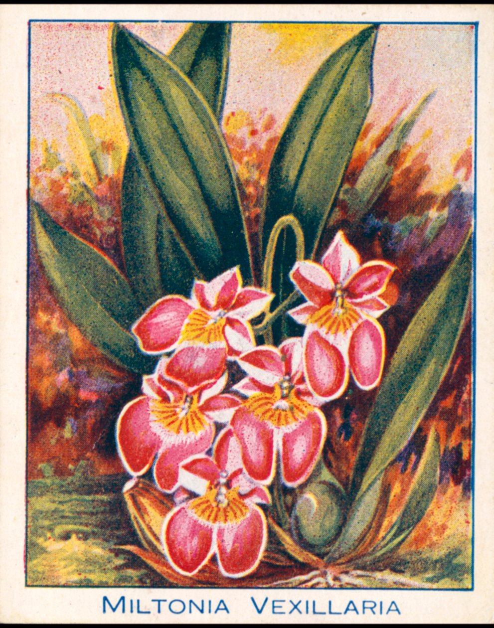 Orchideeën: Miltonia Vexillaria (kleurenlitho) door English School