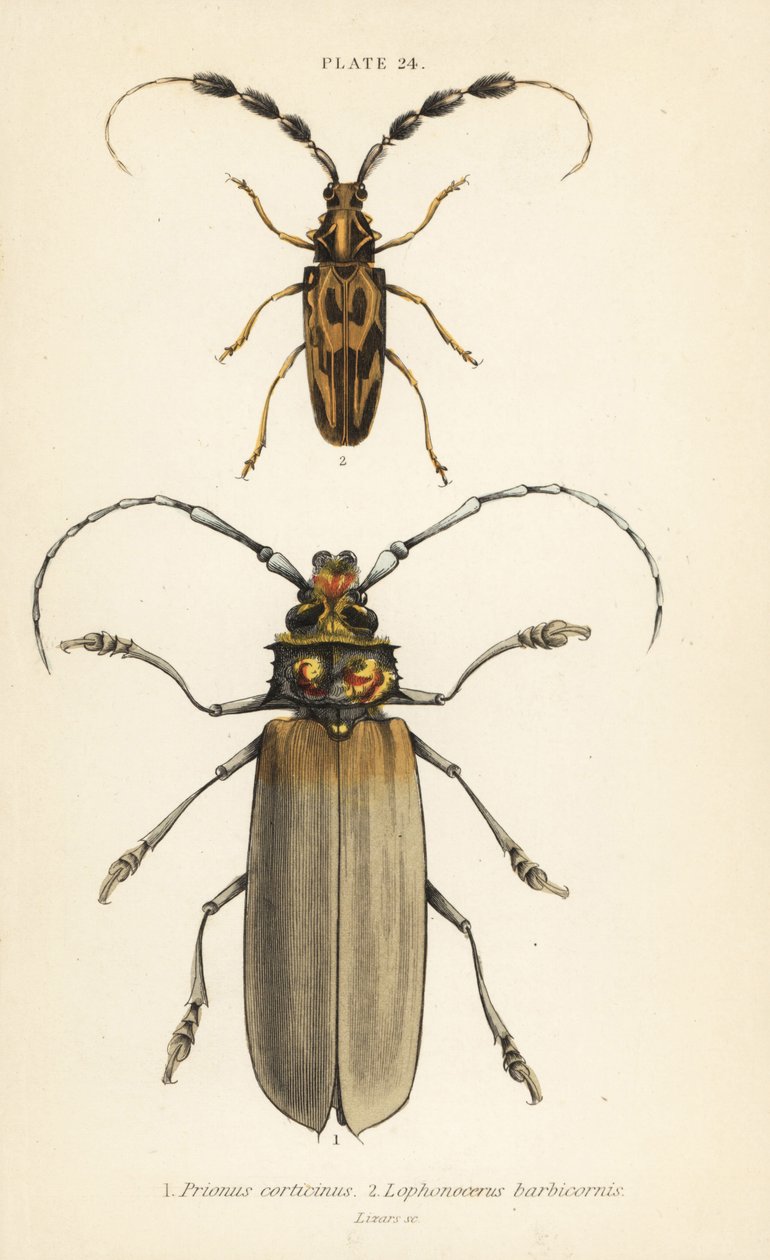 Orthomegas cinnamomeus Prionus corticinus 1, en Batus barbicornis, Lophonocerus barbicornis 2 door English School