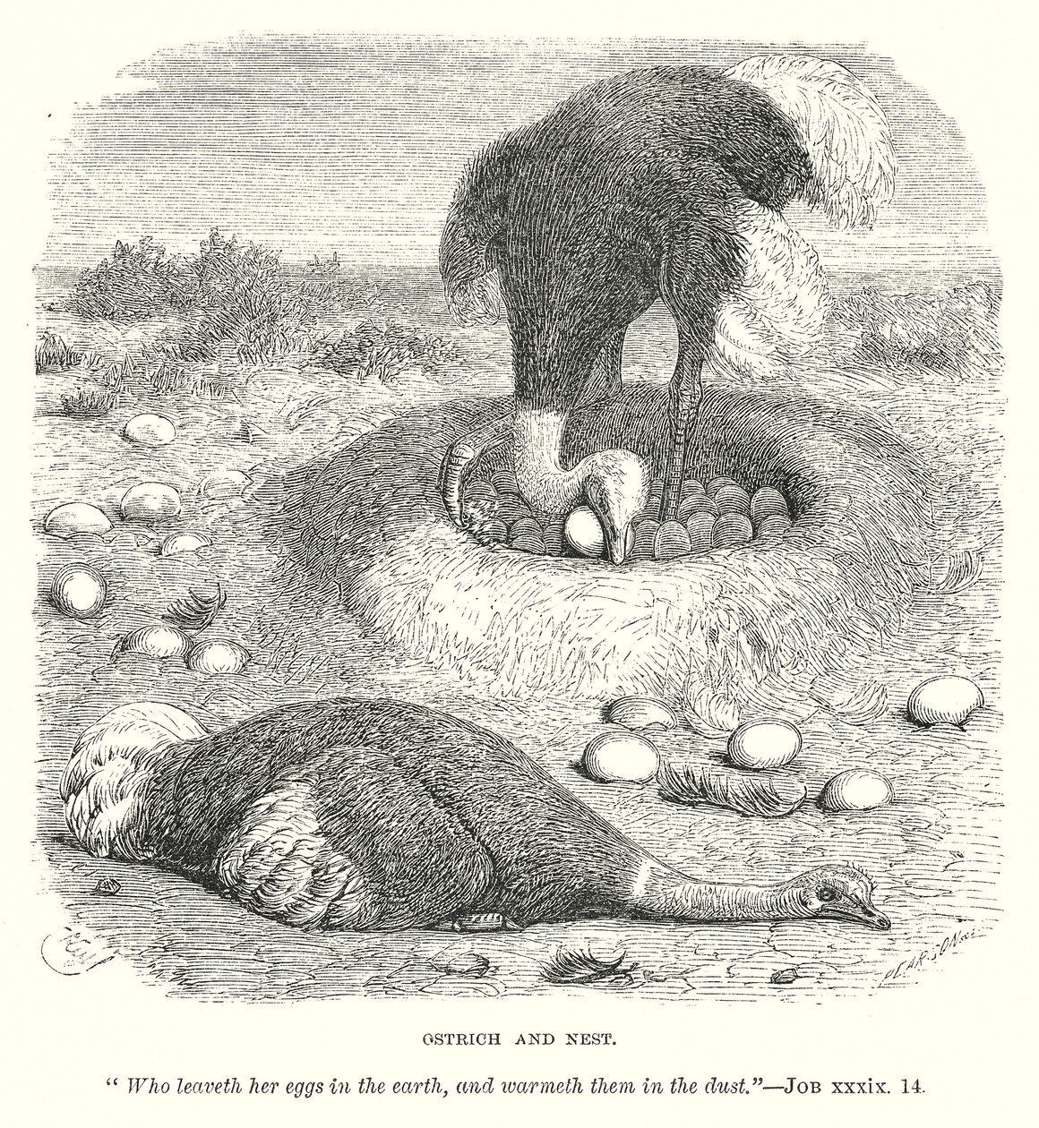 Struisvogel en Nest (gravure) door English School