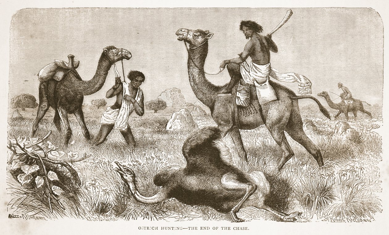 Struisvogeljacht - het einde van de achtervolging, illustratie uit De Geïllustreerde Editie van het Leven en de Ontdekkingen van David Livingstone door J. Ewing Richie, uitgegeven door A. Fullarton & Co., 1876 door English School