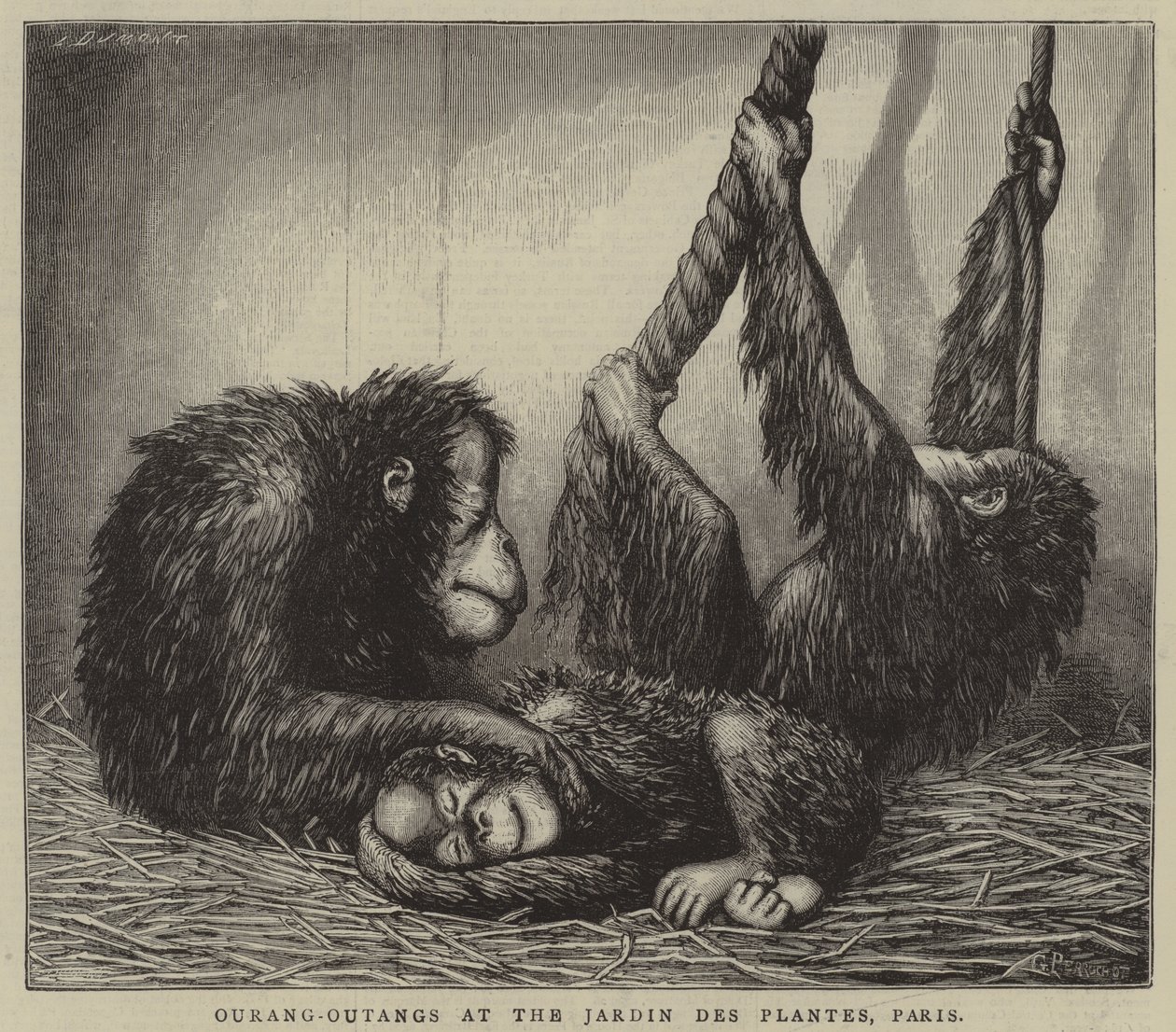Ourang-oetangs in de Jardin des Plantes, Parijs (gravure) door English School