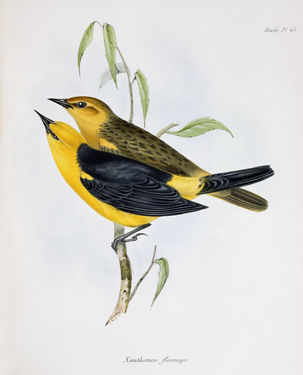 Paar Xanthornus Flaviceps, illustratie uit Zoology of the Voyage of H.M.S. Beagle, 1832-36, door Charles Darwin, 1840 door English School