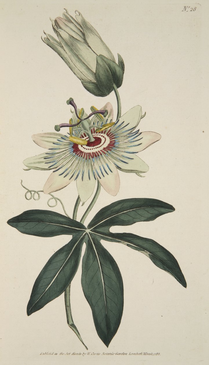 Passiflora Coerulea (Gewone Passiebloem), uit The Botanical Magazine of Flower Garden Displayed, pub. 1786 door English School