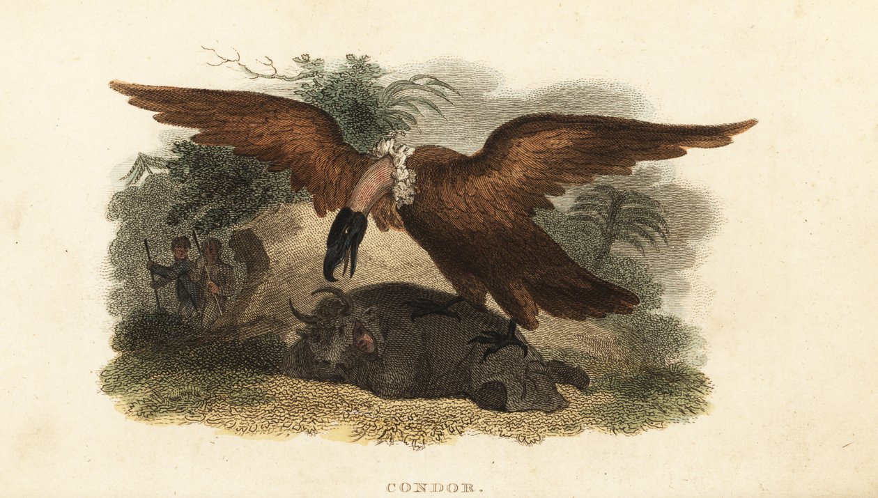 Peruaanse man die een koeienhuid draagt om een condor te lokken door English School