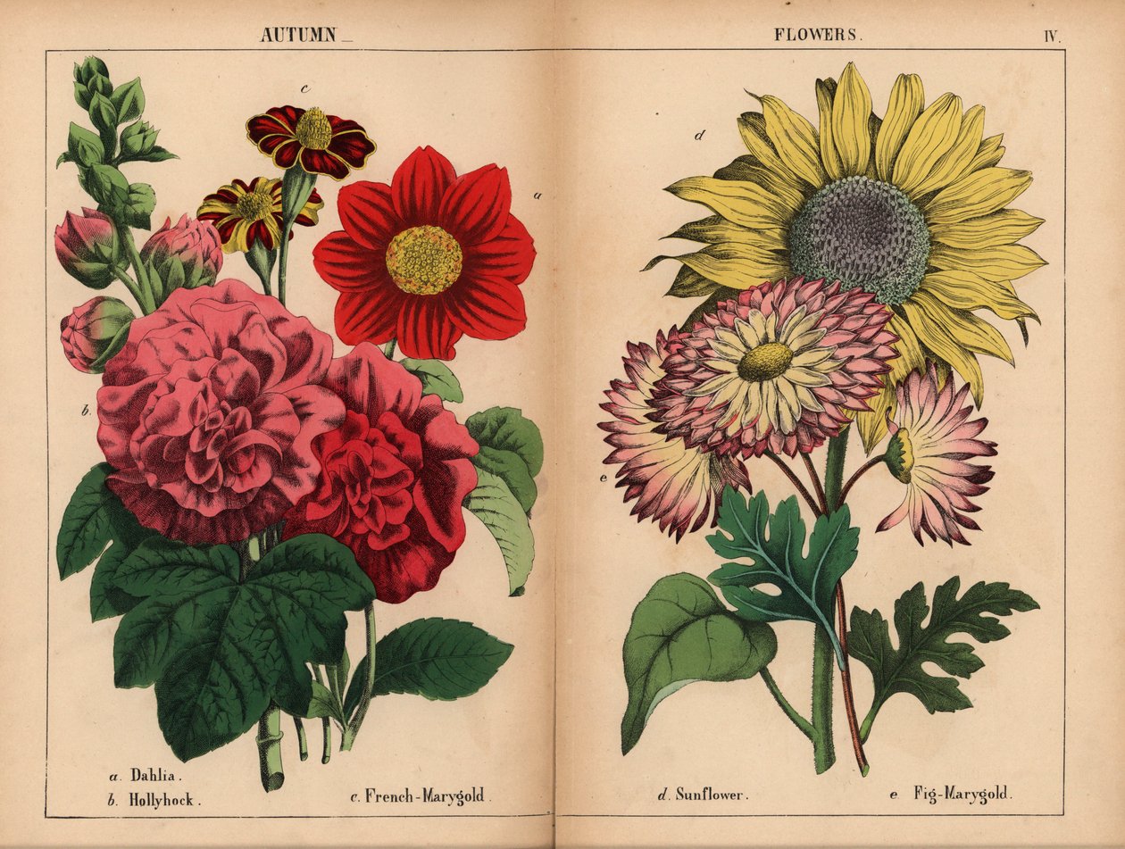Roze dahlia, karmozijnrode en gele Franse goudsbloem, scharlaken stokroos, gele zonnebloem, roze en citroengele vijg-goudsbloem, uit "The Instructive Picturebook, or Lessons from the Vegetable World," [Charlotte Mary Yonge], Edinburgh door English School