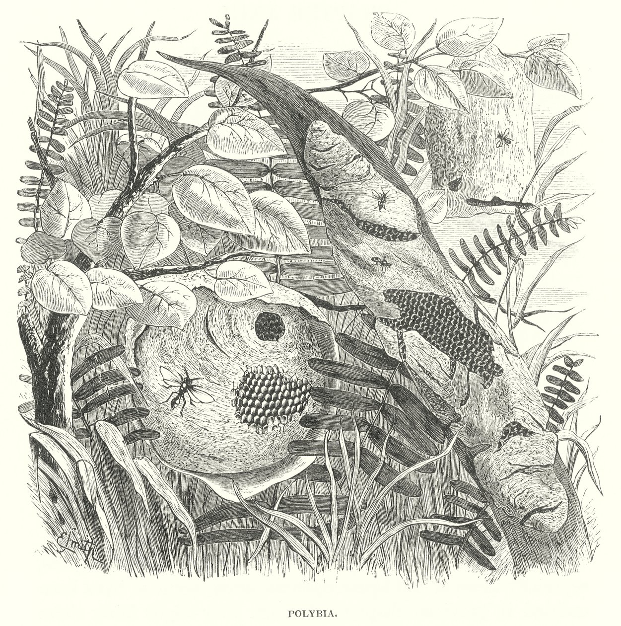 Polybia wespen (gravure) door English School