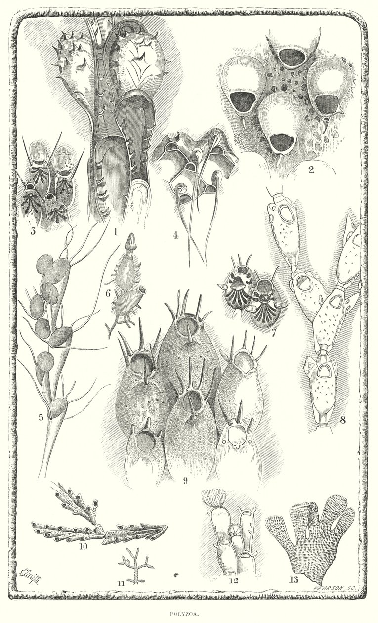 Polyzoa (gravure) door English School