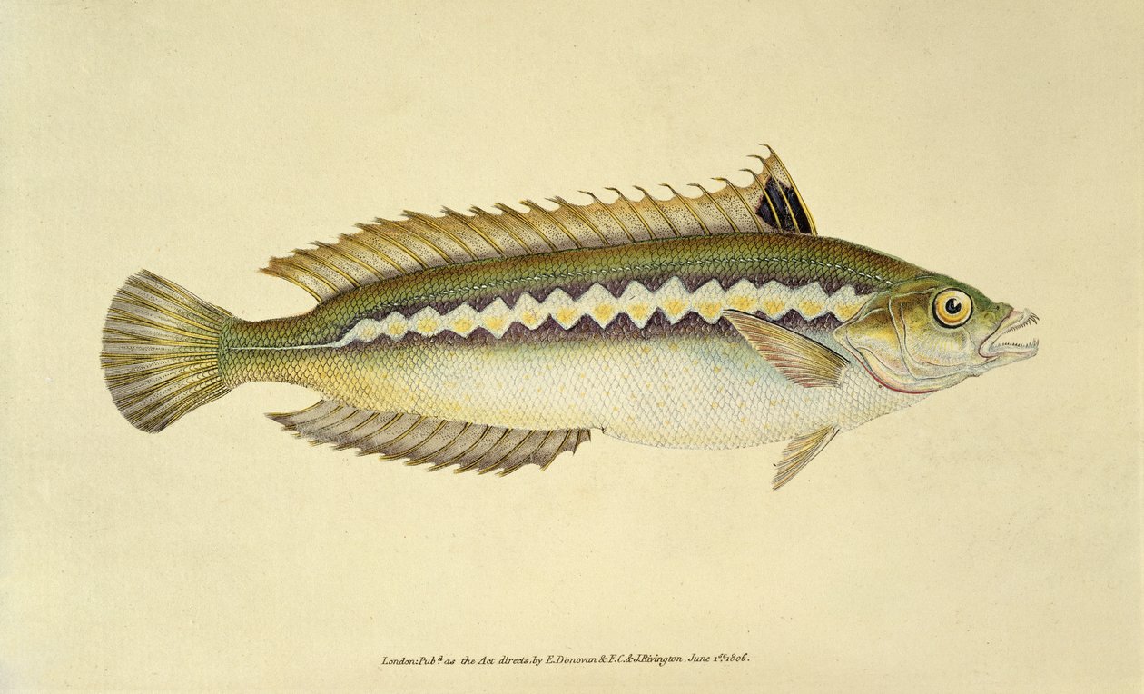 Regenboogwrasse, Pl.96 uit "The Natural History of British Fishes", gepubliceerd door E. Donovan en F.C.  J. Rivington. door English School