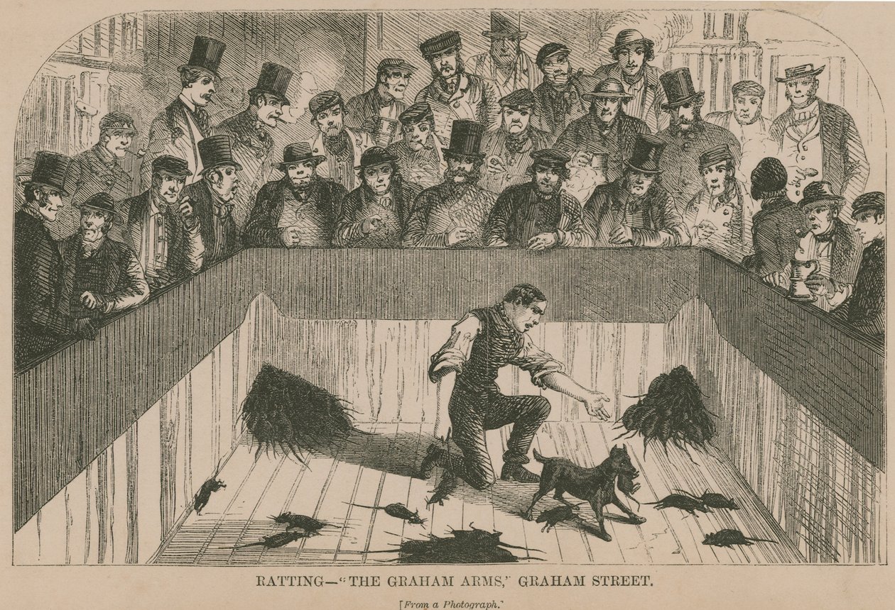 Ratten in de Graham Arms (gravure) door English School