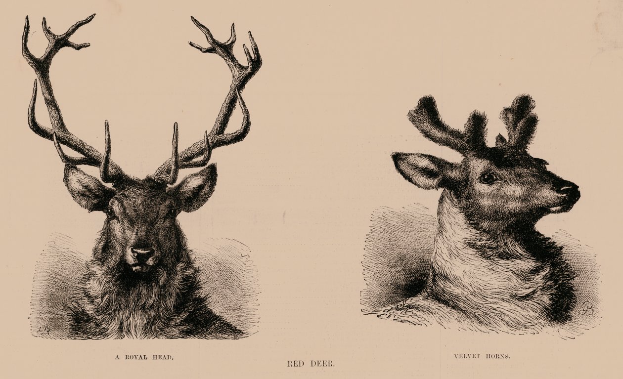 Red Deer (gravure) door English School