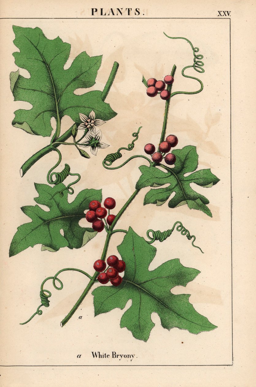 Rode bryonie met rode bessen. Bryonia dioica, uit 