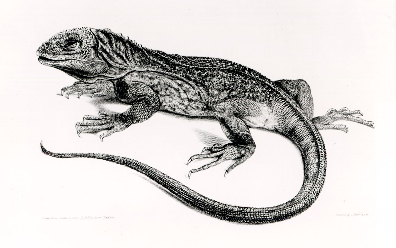 Reptiel, illustratie uit 