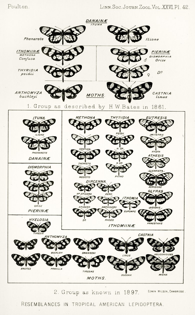 Overeenkomsten in tropische Amerikaanse lepidoptera, illustratie uit The Hope Reports, Vol. II, 1897-1900, geredigeerd door Edward B. Poulton, Oxford, 1901 door English School
