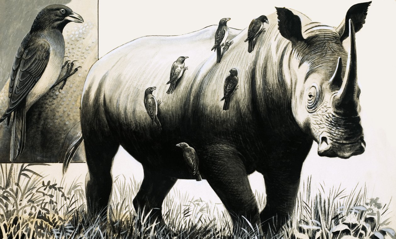 Neushoorn en ossenpootvogel door English School