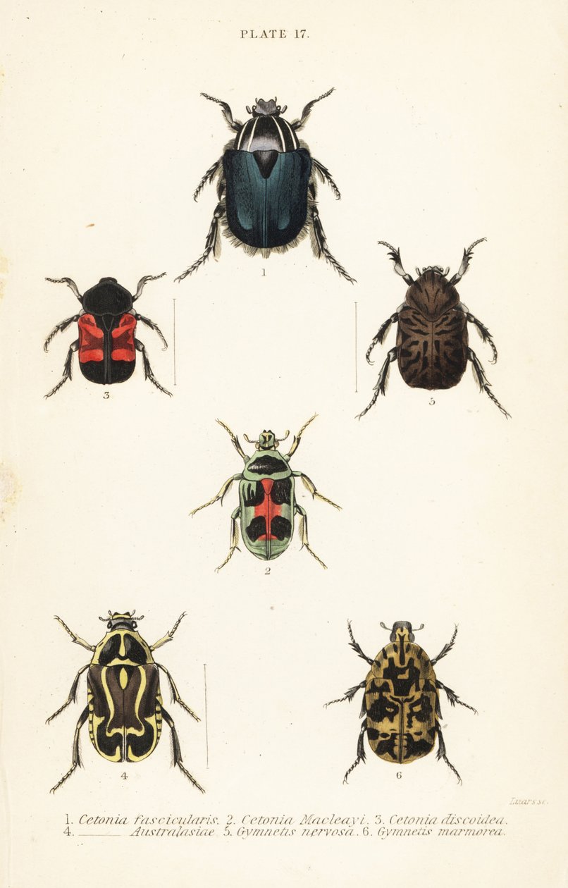 Rozenkevers: Cetonia fascicularis 1, Heterorhina macleayi 2, Gametoides subfasciata 3, vioolkever, Eupoecila australasiae 4, Gymnetis hieroglyphica 5 en Gymnetis marmorea 6 door English School