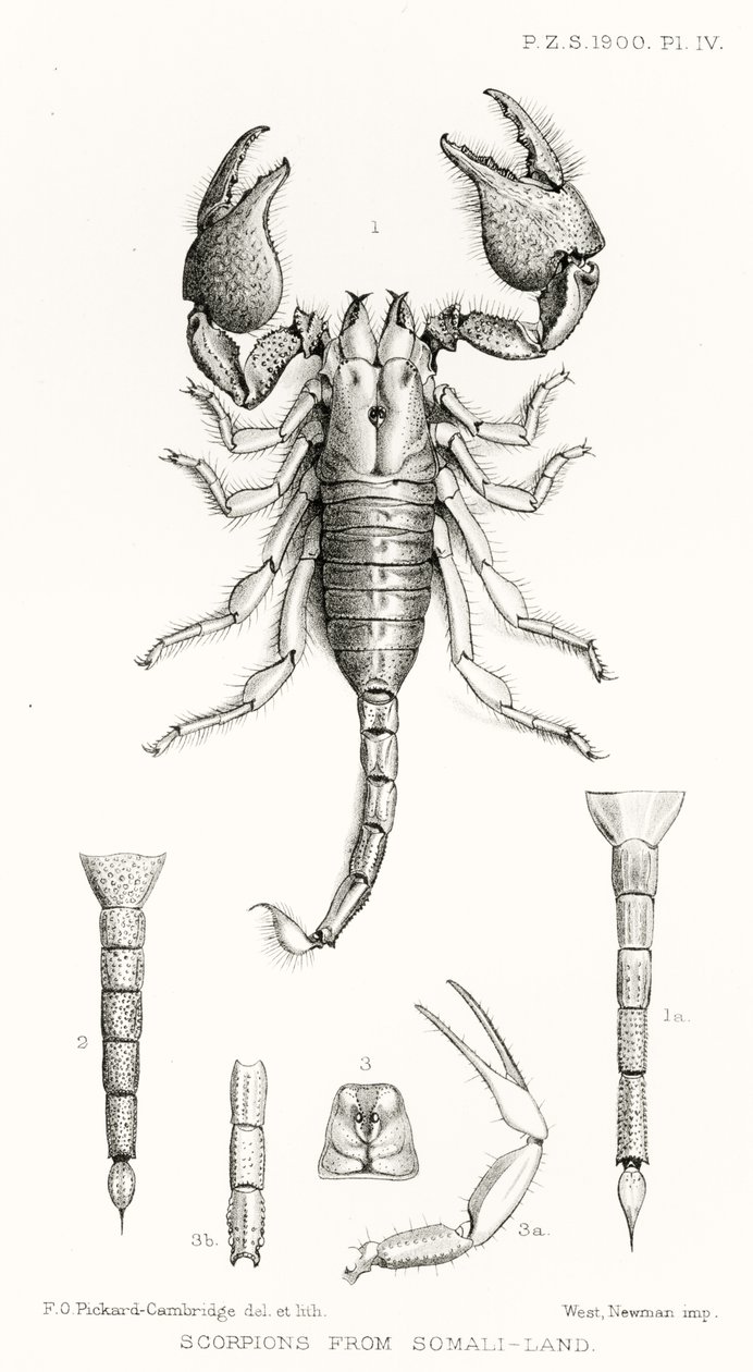 Schorpioenen uit Somalië, illustratie uit The Hope Reports, Vol. II, 1897-1900, geredigeerd door Edward B. Poulton, Oxford, 1901 door English School