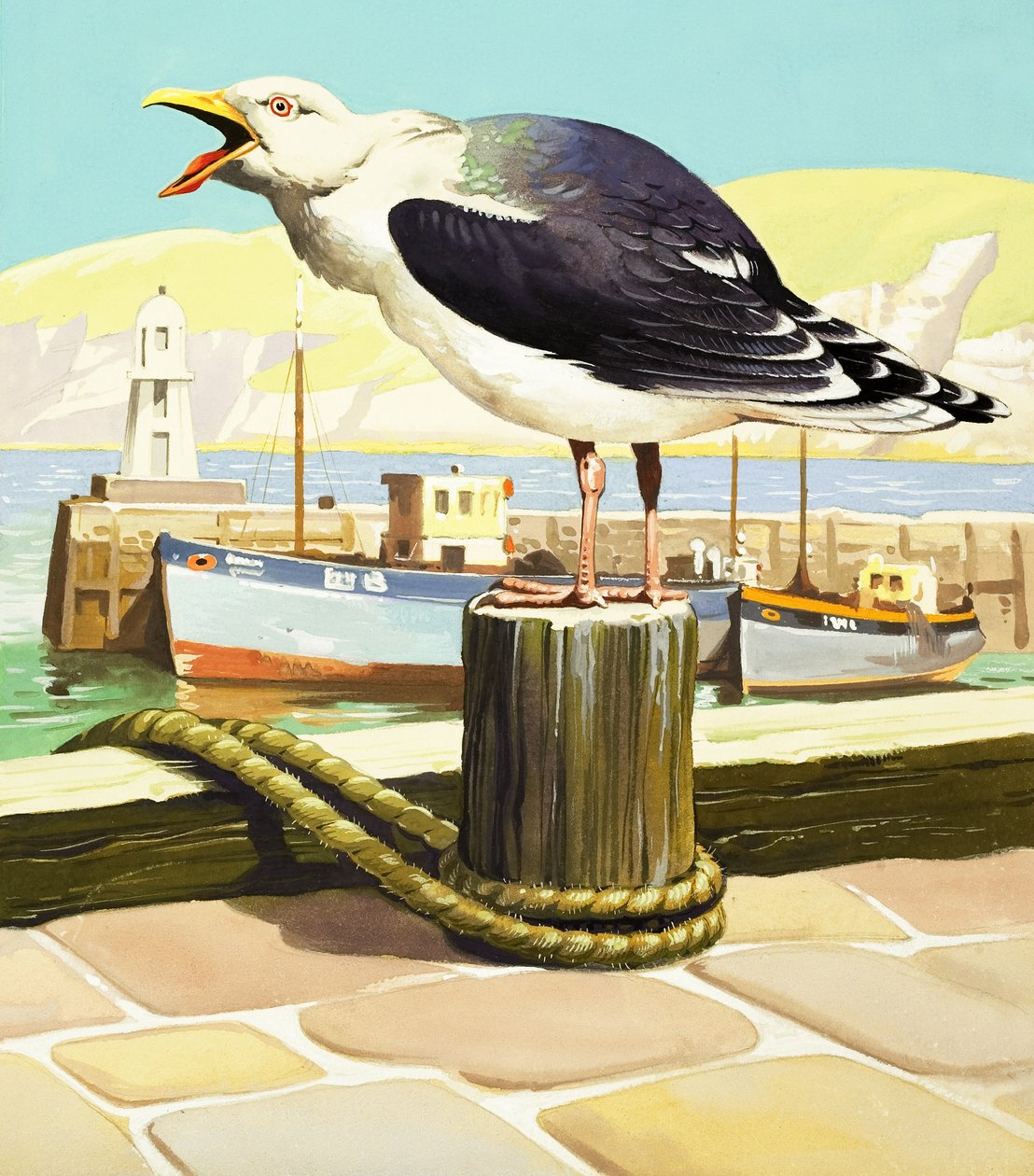 Zeemeeuw, illustratie uit 