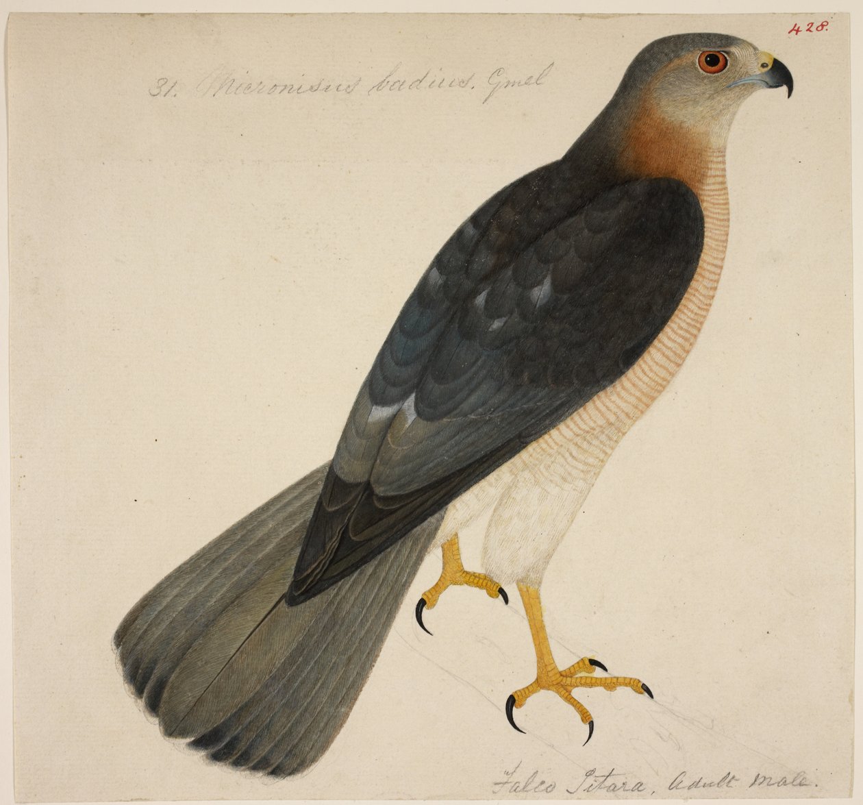 Shikra, of 
